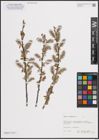 Foto von Salix cinerea L.